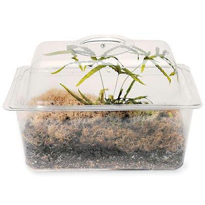 1 1-2 gal. Flex-Tank w- Domed Cover (11" x 7" x 5")