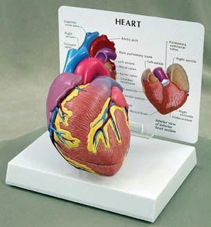 Heart Model