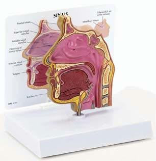 Sinus Model