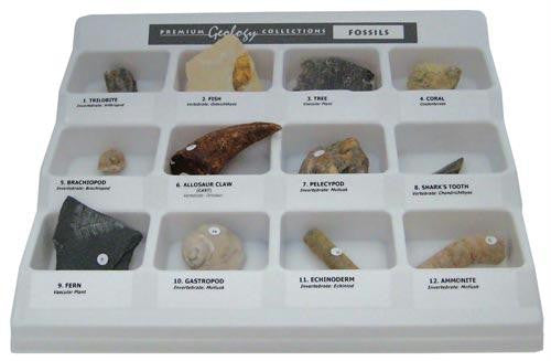 Premium Fossil Collection