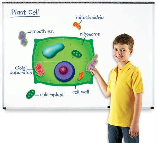 Magnetic Plant Cells