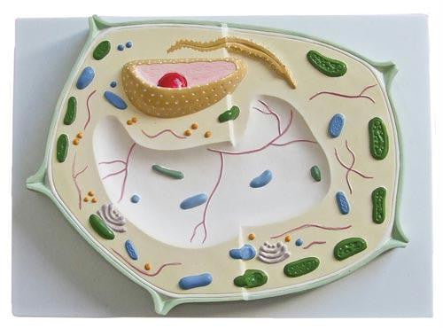 Plant Cell - Dicotyledon Model