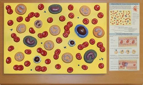 Blood Cell Model Model