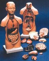 Human Mini Torso Model w- Detachable Head