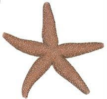 Starfish Specimen (5"-6") - Pack of 10