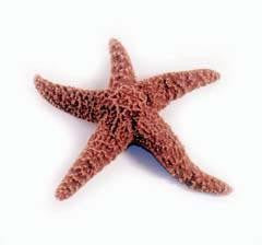 Starfish Specimen (3"-5") - Pack of 10
