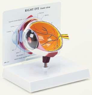 Eye Model
