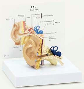 Ear Model