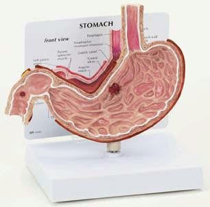 Stomach Model
