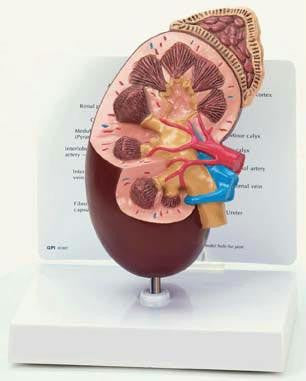Kidney Model