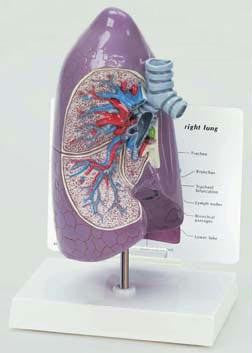 Lung Model