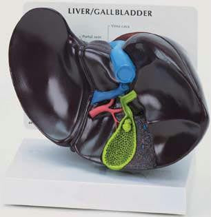 Liver-Gall Bladder Model
