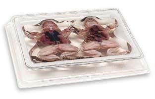 Pro-Sect" Bullfrog