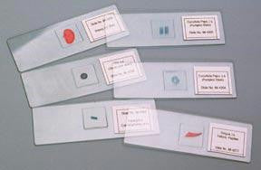 Basic Biology Slide Set (12 Slides)