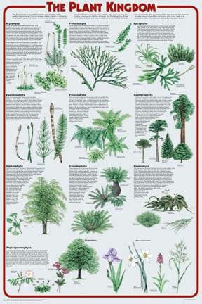 Plant Kingdom Poster