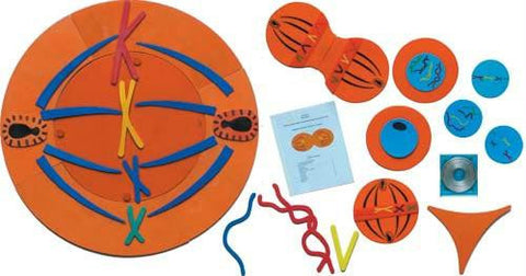 Mitosis Manipulatives Kit