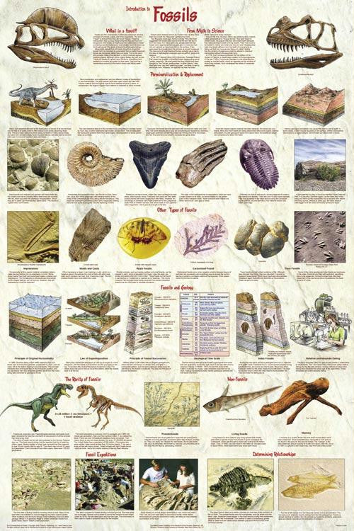 Intro to Fossils