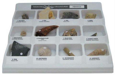 Premium Fossil Collection