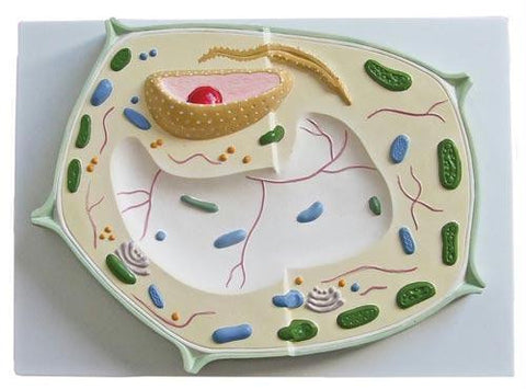 Plant Cell - Dicotyledon Model