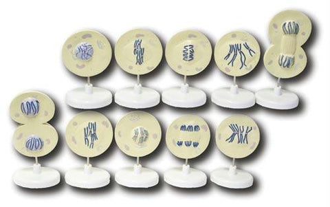 Mammal Cell Meiosis Model Model