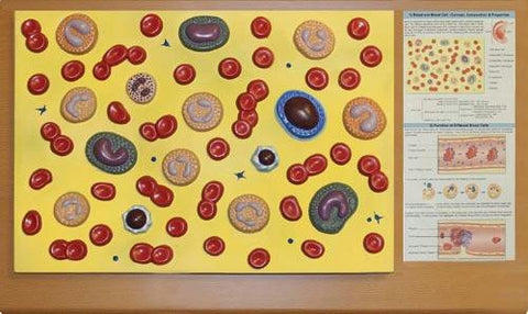 Blood Cell Model Model